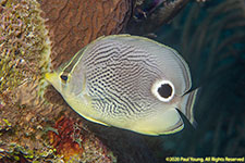 butterflyfish